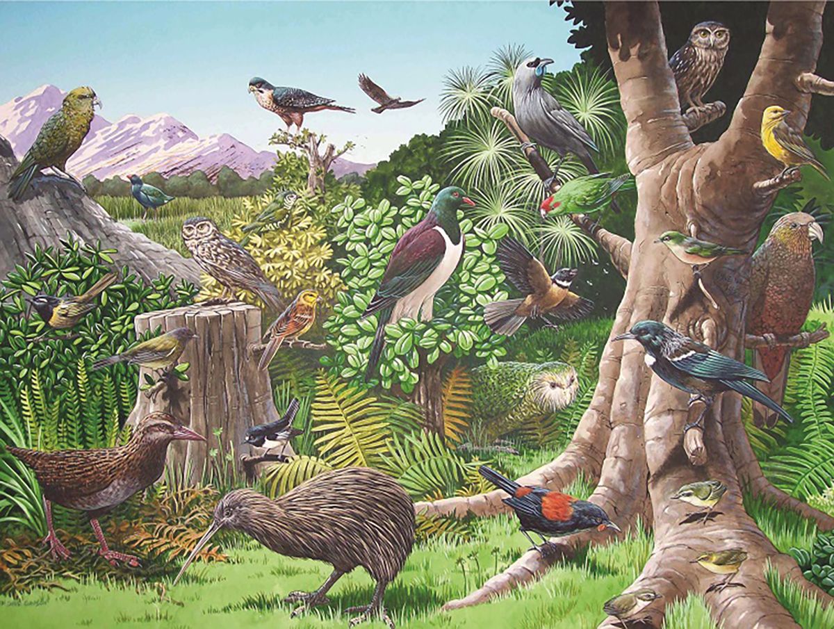 Frame Puzzle 30pc - NZ Fauna