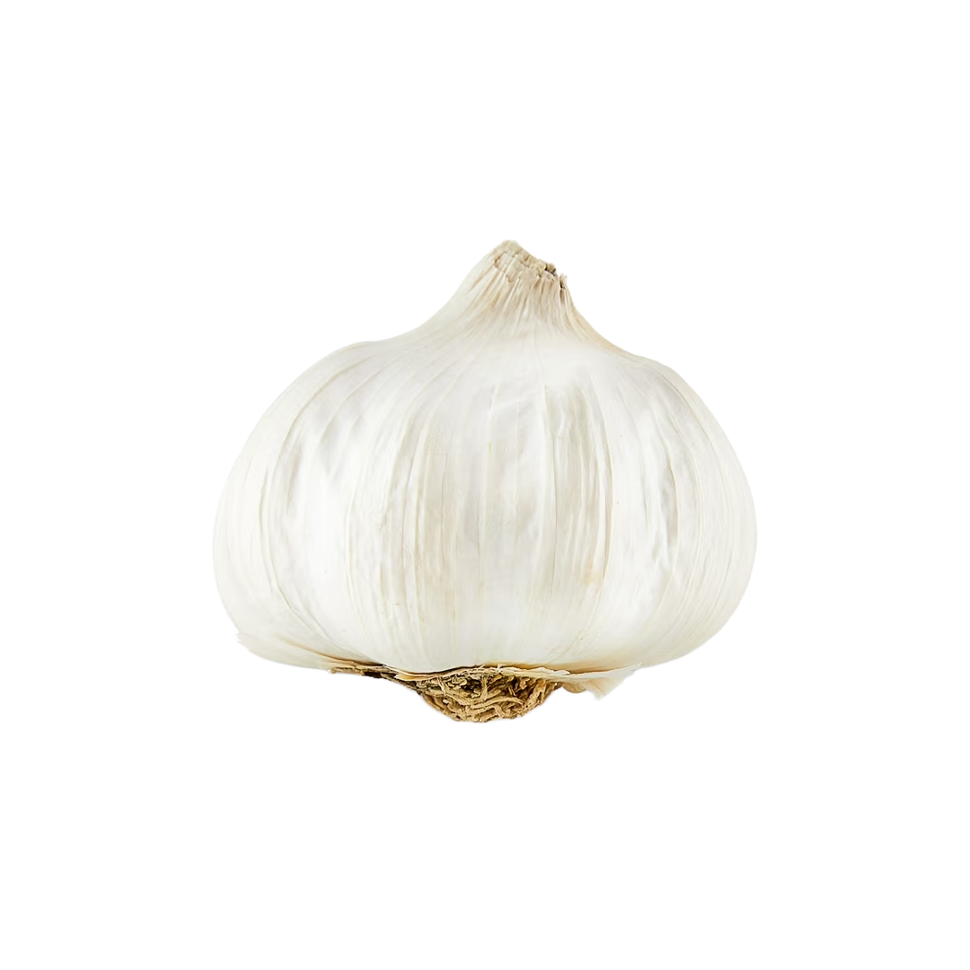 Garlic Bulb