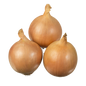 Brown Onion