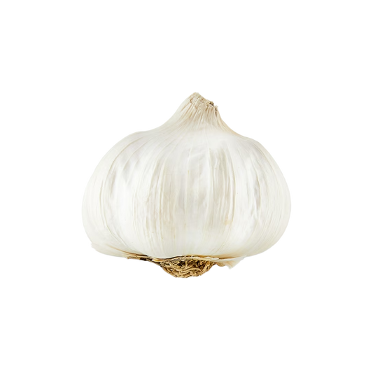 Garlic Bulb